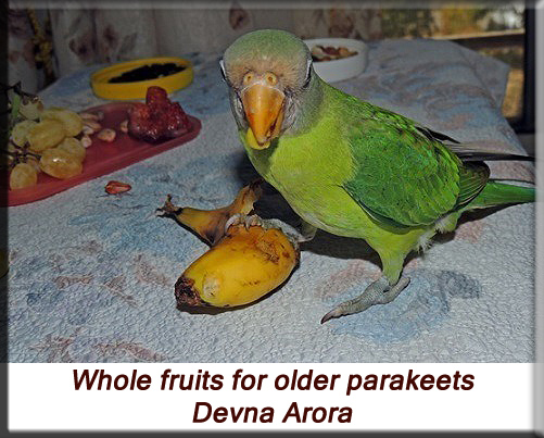 Devna Arora - Feeding parakeets in captivity